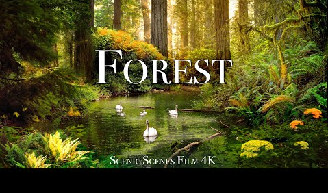 Forest In 4K - The Healing Power Of Nature Sounds | Forest Sounds | Scenic Relaxation Film